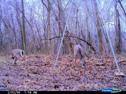 Cuddeback Picture