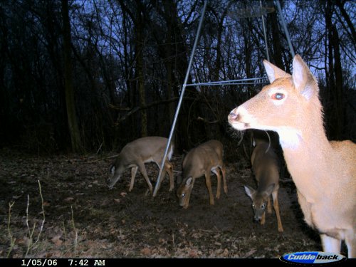 Cuddeback deer close up