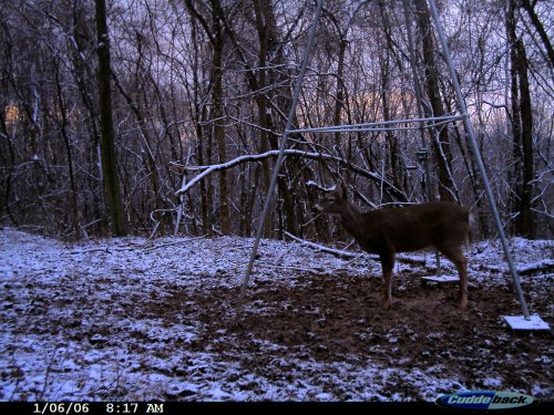 Cuddeback picture at dawn