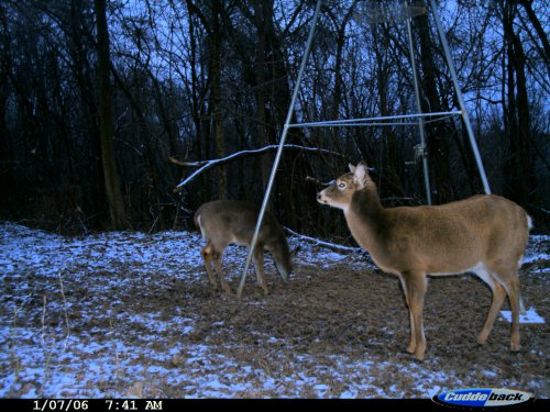 Cuddeback deer picture