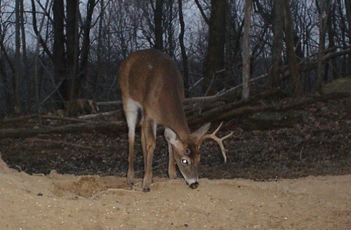 Buck with one antler