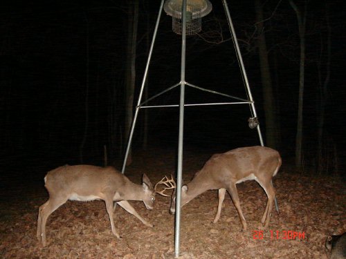 Two fighting bucks