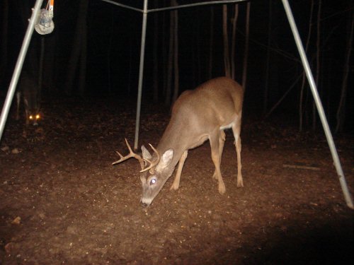 Eight point buck