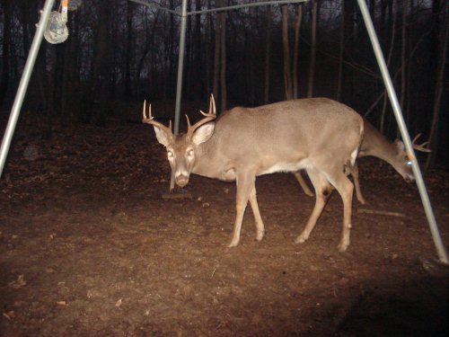 Nine point buck