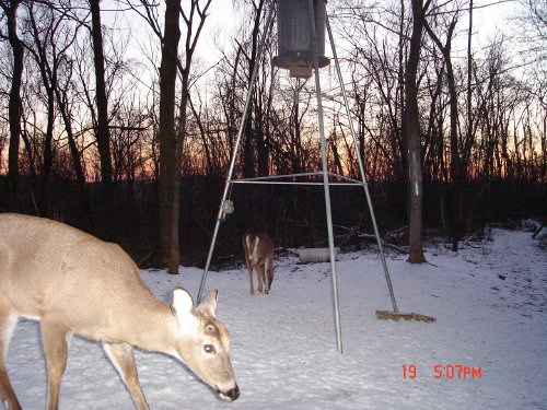 whitetail buck with shed antlers