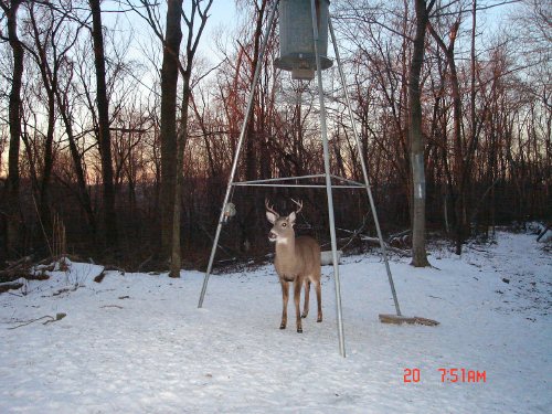 six point whitetail buck