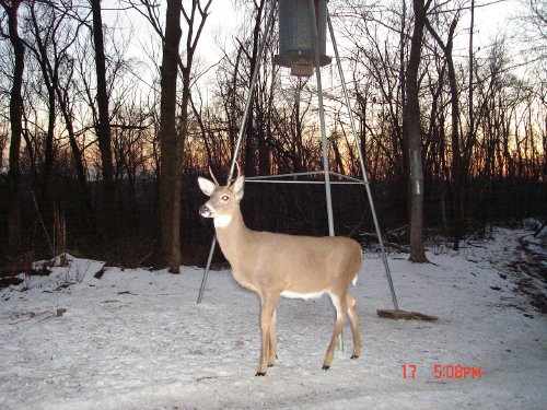 Three point whitetail buck