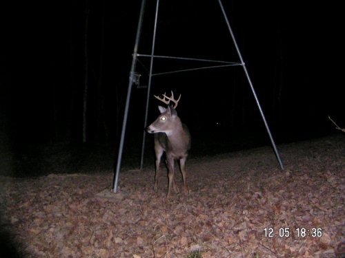 Nine Point Buck