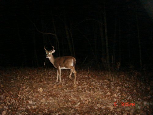 Six point buck