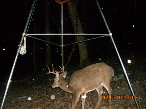 8 point buck