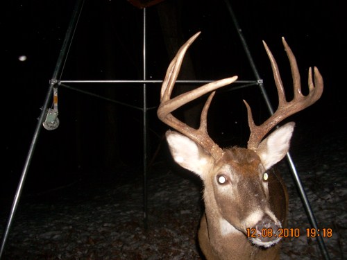 Big nine point buck