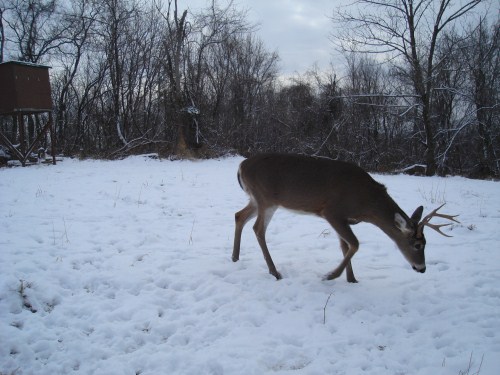 Crab claw buck