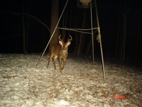 Eight pointf buck