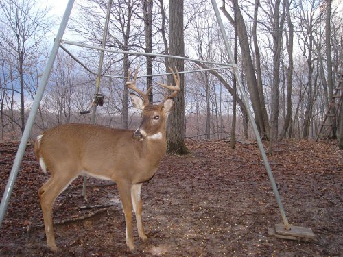 Nine point buck