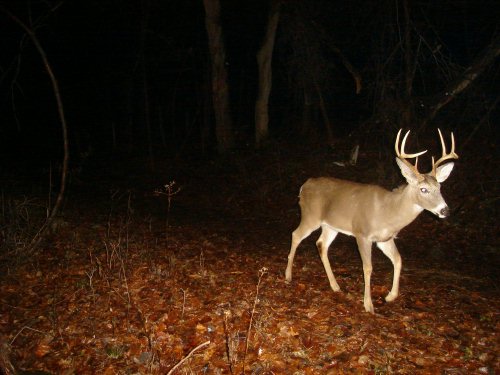 Tall racked eight point buck