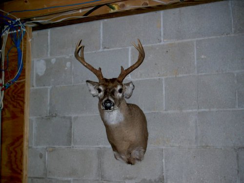 Fininshed deer mount.