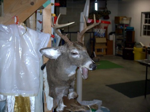 Deer hide just laying on the form.