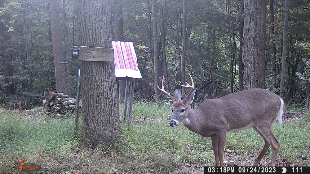 Fall 2023 eight point buck