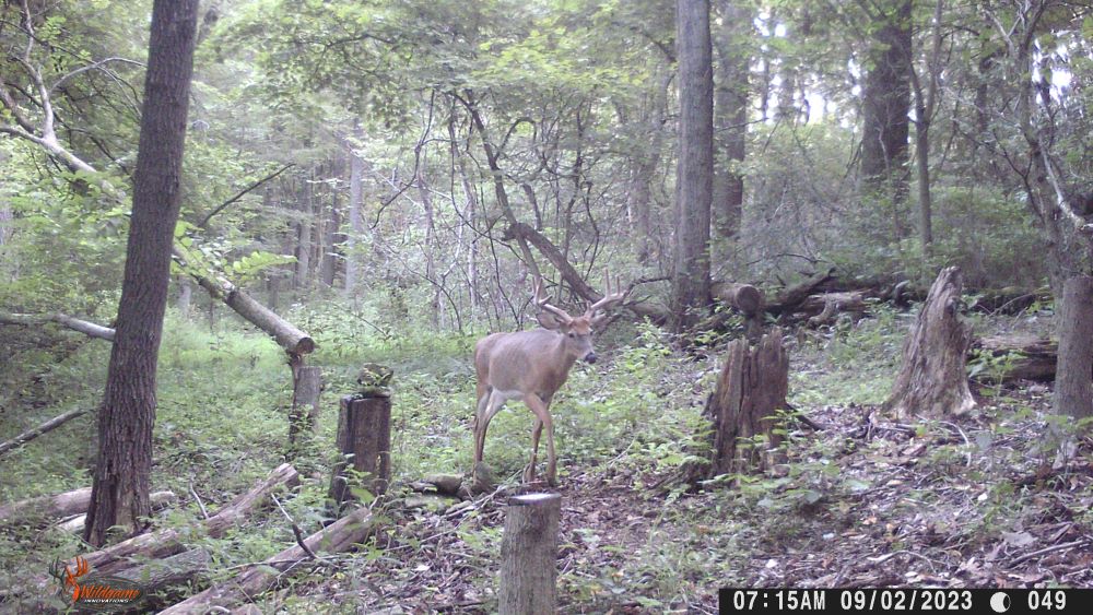 Fall 2023 seven point buck