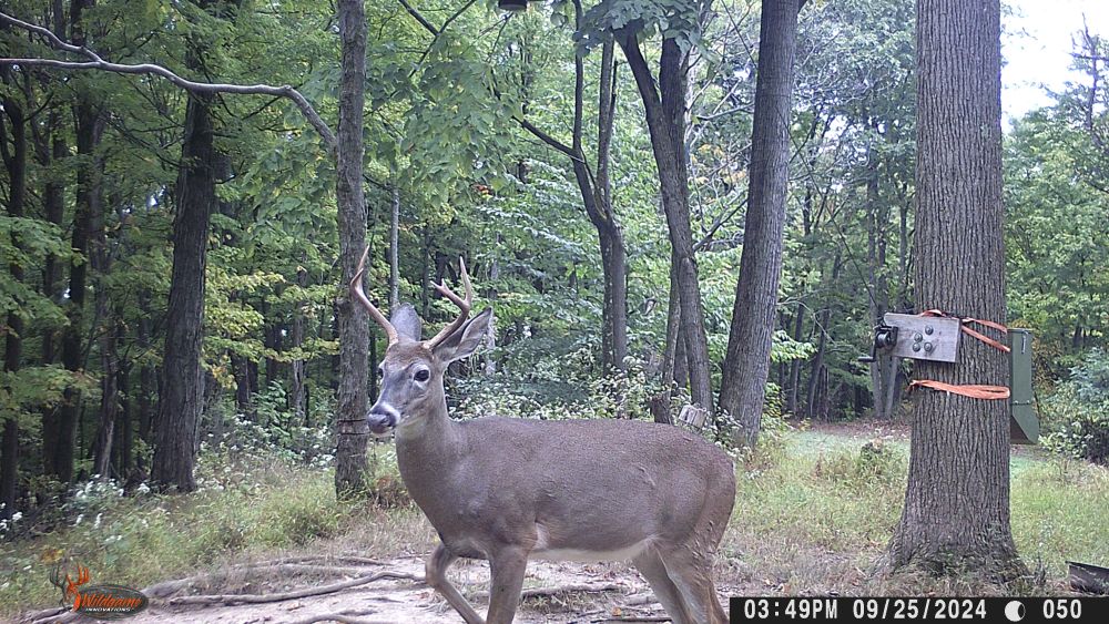 Fall 2024 Five Point Buck