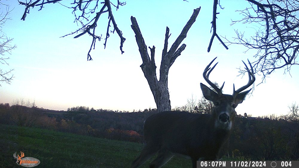 Fall 2024 Nine Point Buck