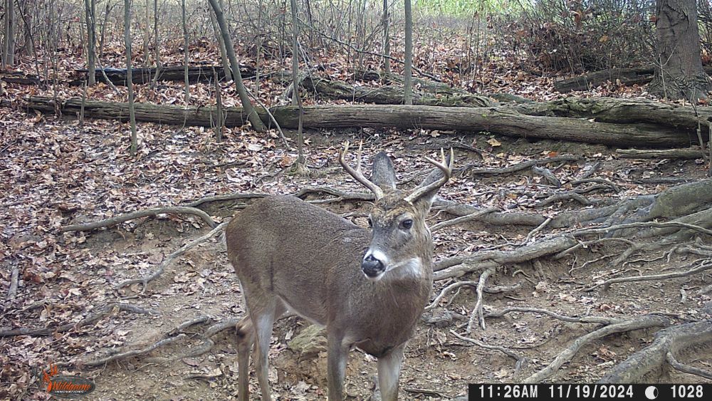 Fall 2024 Six Point Buck