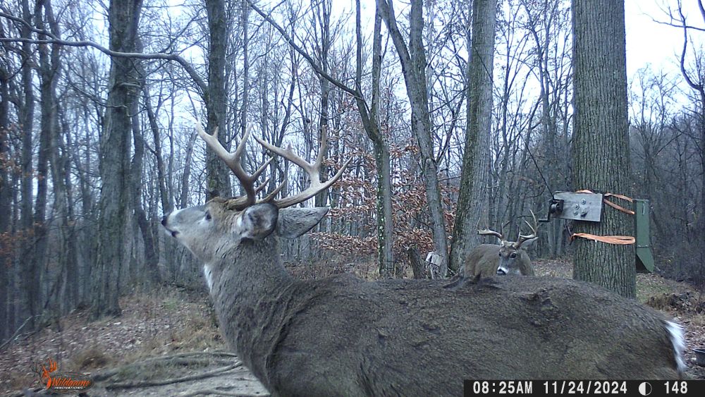 Fall 2024 Two Big Bucks