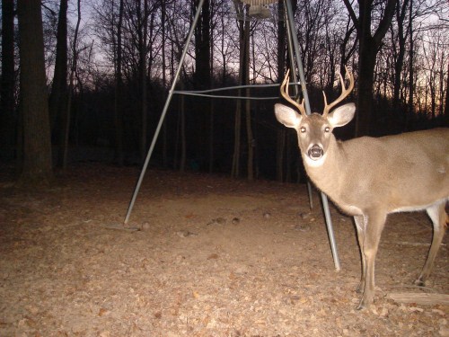 Crab claw buck