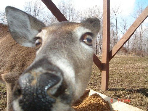 Close up of a whitetail doe