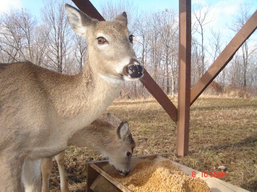 Whitetail Doe