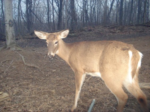 Doe at feeder