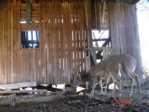 Feeding deer