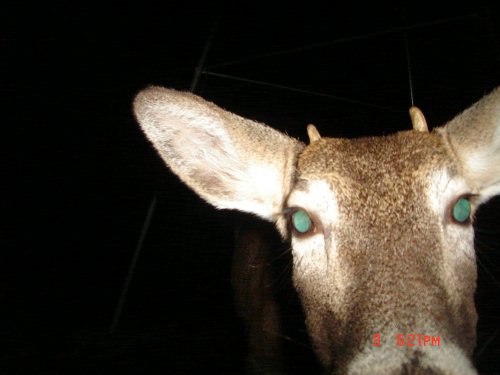 Small spike buck