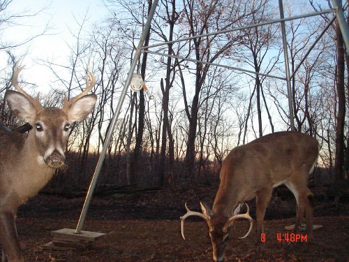 Two whitetail bucks