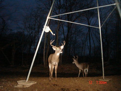 Wide racked eight point buck