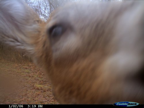 Close whitetail deer