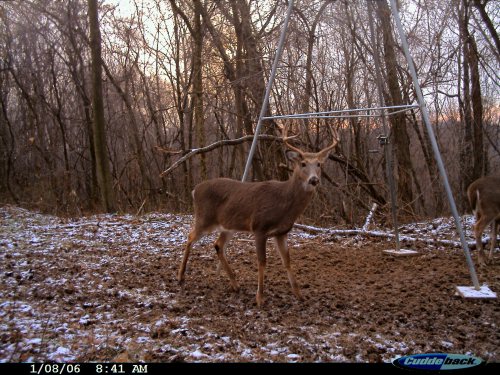 seven point whitetail buck