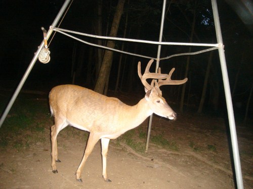 Big eight point buck