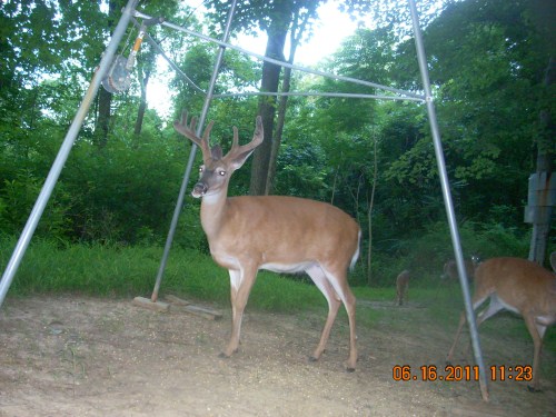 Eight point buck