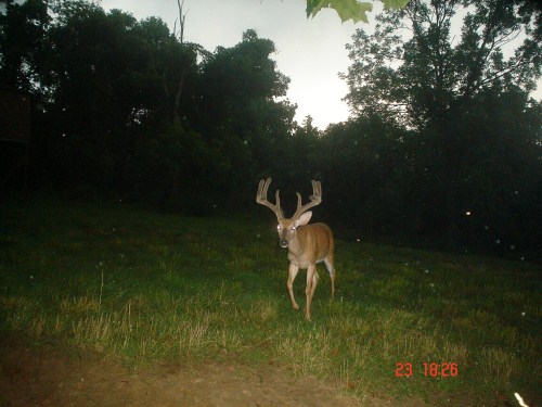 Ten point buck