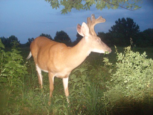 Whitetail buck leaving a food plot