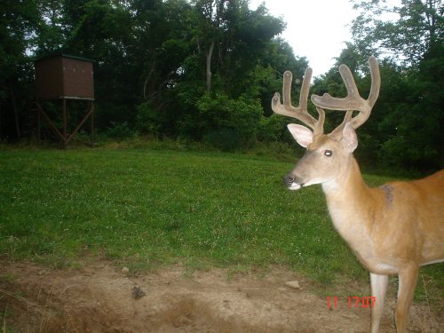 10 Point Buck