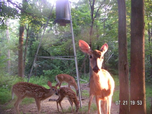 two whitetail fawns