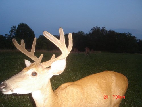 Wide racked eight point buck