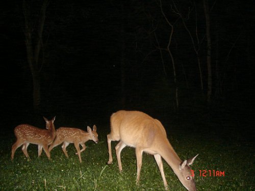 Whitetail Fawns