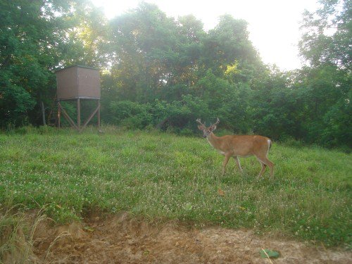 Whitetail buck in a food plot