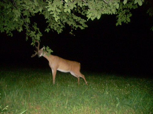 Licking Branch Buck