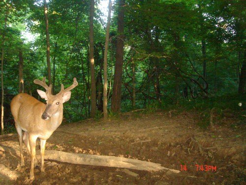 Buck at a mineral lick