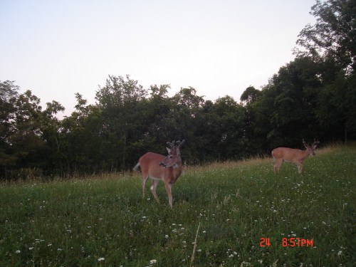 Whitetail bucks