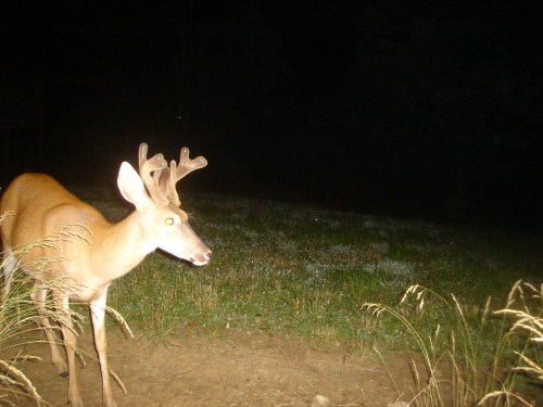 Buck at a mineral lick